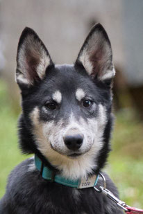 Demon (Rüde, geb. 3.25) - Hund adoptieren von  MIRA-Hundehilfe Moskau e.V. 