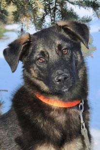 Dunia (Weibchen, geb. ca 06.23) - Hund adoptieren von MIRA-Hundehilfe Moskau e.V. 