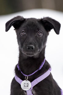 Knopka (geb. 11.23, Weibchen) - Hund adoptieren von MIRA-Hundehilfe Moskau e.V.
