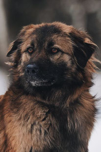Silva (Weibchen, geb. 11.23) - Hund adoptieren von  MIRA-Hundehilfe Moskau e.V. 