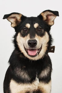 Prinzessin (Weibchen, geb. 4.25) - Hund adoptieren von MIRA-Hundehilfe Moskau e.V. 