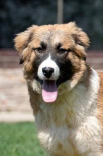 Zumer (Rüde, geb. 10.25) - Hund adoptieren von MIRA-Hundehilfe Moskau e.V.