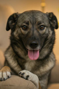 Nastya (Weibchen, geb. 9.20) - Hund adoptieren von  MIRA-Hundehilfe Moskau e.V. 