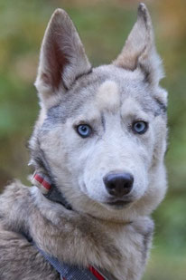 Faye (Weibchen, geb. 3.25) - MIRA-Hundehilfe Moskau e.V. 