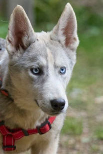 Rada (Weibchen, geb. 3.25) - Hund adoptieren von MIRA-Hundehilfe Moskau e.V. 