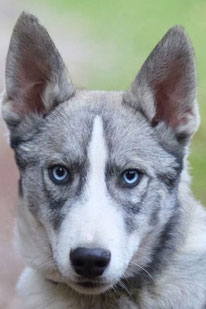 Frodo (Rüde, geb. 3.25) - Hund adoptieren von  MIRA-Hundehilfe Moskau e.V. 