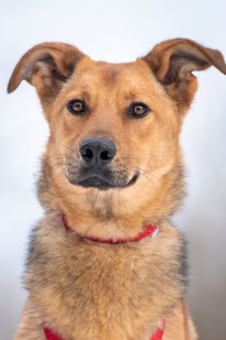 Fedor (Rüde, geb. 04.22) - Hund adoptieren von MIRA-Hundehilfe Moskau e.V.