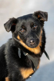Mucha (Weibchen, geb. 11.23) - Hund adoptieren von MIRA-Hundehilfe Moskau e.V. 