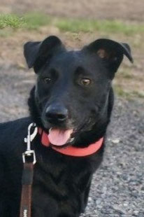 Loki (Rüde, geb.3.24) - Hund adoptieren von  MIRA-Hundehilfe Moskau e.V. 