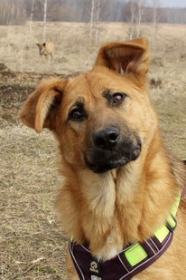 Molli (Weibchen, geb. 10.23) - Hund adoptieren von MIRA-Hundehilfe Moskau e.V. 