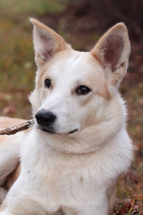 Luffy (Weibchen, geb. 06.23) - Hund adoptieren von MIRA-Hundehilfe Moskau e.V. 