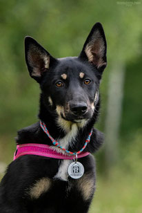 Emmi (geb. 2.23, Weibchen) - Hund adoptieren von MIRA-Hundehilfe Moskau e.V.