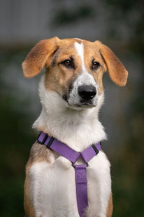 Astra (Weibchen, geb. 2.25) - Hund adoptieren von MIRA-Hundehilfe Moskau e.V. 