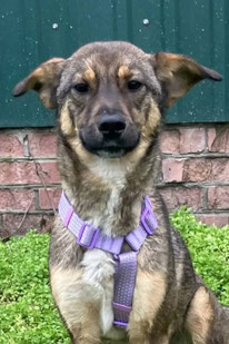 Teddy (Rüde, geb. 4.25) - Hund adoptieren von MIRA-Hundehilfe Moskau e.V. 