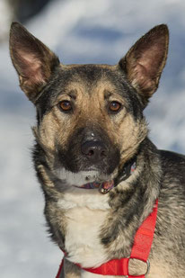 Dina (Weibchen, geb. 4.24) - MIRA-Hundehilfe Moskau e.V. 
