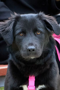 Anneli (Weibchen, geb. 03.25) -  MIRA-Hundehilfe Moskau e.V. 