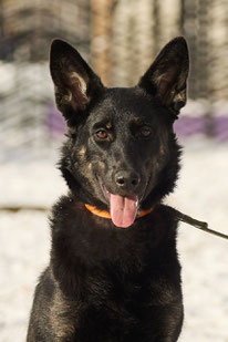 Aika (Weibchen, geb. 4.24) - Hund adoptieren von MIRA-Hundehilfe Moskau e.V.