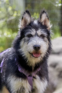 Luffy (Weibchen, geb. 06.23) - Hund adoptieren von MIRA-Hundehilfe Moskau e.V. 