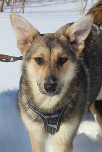 Ingrid (Weibchen, geb. 08.23) - Hund adoptieren von MIRA-Hundehilfe Moskau e.V. 
