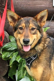 Kiwi (Weibchen, geb. 08.22) - Hund adoptieren von MIRA-Hundehilfe Moskau e.V.
