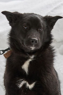 Kai (Rüde, geb. 8.25) - Hund adoptieren von MIRA-Hundehilfe Moskau e.V. 