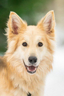 Rich (Rüde, geb. 12.23) - Hund adoptieren von MIRA-Hundehilfe Moskau e.V. 
