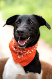 Nora (Weibchen, geb. 6.24) - Hund adoptieren von MIRA-Hundehilfe Moskau e.V. 