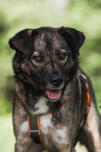 Nastya (Weibchen, geb. 9.20) - Hund adoptieren von  MIRA-Hundehilfe Moskau e.V. 