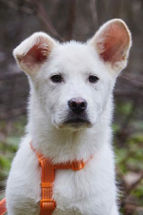 Mischka (Rüde, geb. 1.24) - Hund adoptieren von MIRA-Hundehilfe Moskau e.V.