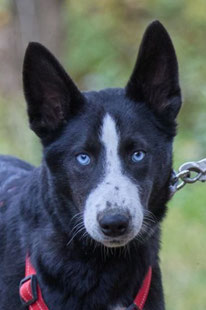 Panda (Weibchen, geb. 3.25) - Hund adoptieren von  MIRA-Hundehilfe Moskau e.V. 