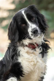 Odri (Weiblich, geb. 09.22) - Hund adoptieren von "MIRA-Hundehilfe"