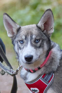 Ida (Weibchen, geb. 3.25) - Hund adoptieren von MIRA-Hundehilfe Moskau e.V. 