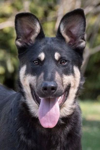 Zorro (Rüde, geb. 10.25) - Hund adoptieren von MIRA-Hundehilfe Moskau e.V.