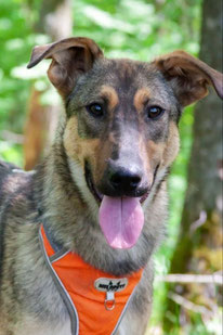 Krosh (Rüde, geb. 8.24) - Hund adoptieren von MIRA-Hundehilfe Moskau e.V. 