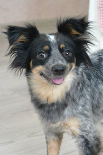 Rena (Weibchen, geb. 10.23) - Hund adoptieren von MIRA-Hundehilfe Moskau e.V. 