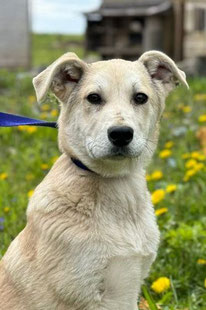 Barni (Rüde, geb. 01.23) - Hund adoptieren von MIRA-Hundehilfe Moskau e.V.