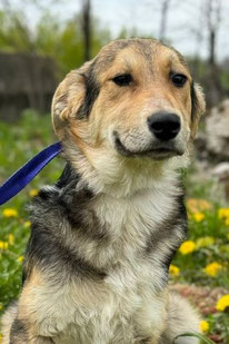 Butsch (Rüde, geb. 12.23) - Hund adoptieren von MIRA-Hundehilfe Moskau e.V.