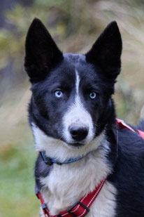 Levin (Rüde, geb. 3.25) - Hund adoptieren von MIRA-Hundehilfe Moskau e.V.