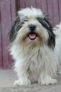 Luna (Weibchen, geb. 12.24) - Hund adoptieren von MIRA-Hundehilfe Moskau e.V. 