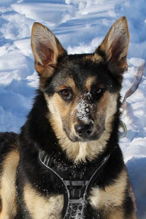 Lera (geb. 9.23, Weibchen) - Hund adoptieren von MIRA-Hundehilfe Moskau e.V.