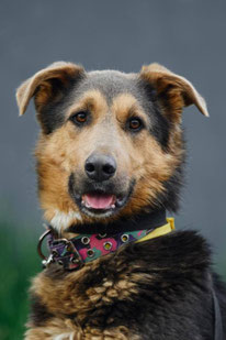 Krosh (Rüde, geb. 8.24) - Hund adoptieren von MIRA-Hundehilfe Moskau e.V. 