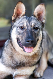 Zuri (Weibchen, geb. 10.25) - Hund adoptieren von  MIRA-Hundehilfe Moskau e.V. 