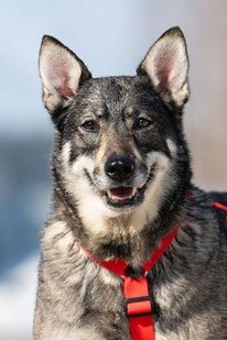Malu (Weibchen, geb. 1.21) - Hund adoptieren von  MIRA-Hundehilfe Moskau e.V. 