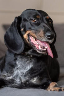 Lora (Weibchen, geb. 11.23) -  MIRA-Hundehilfe Moskau e.V. 