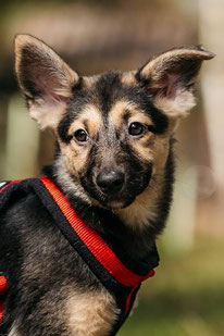 Mia (Weibchen, geb. 11.23) - Hund adoptieren von MIRA-Hundehilfe Moskau e.V. 