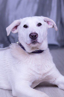 Rikki (Rüde, geb. 06.23) - Hund adoptieren von MIRA-Hundehilfe Moskau e.V.