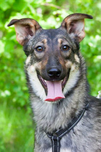 Olivka (Weibchen, geb. 8.24) - Hund adoptieren von MIRA-Hundehilfe Moskau e.V. 