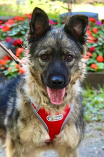 Lada (Weibchen, geb. 10.24) -  MIRA-Hundehilfe Moskau e.V. 