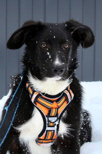 Henry (Rüde, geb. 10.23) - Hund adoptieren von  MIRA-Hundehilfe Moskau e.V. 