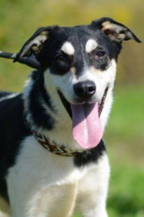 Valik (Rüde, geb. 09.24) - Hund adoptieren von  MIRA-Hundehilfe Moskau e.V. 